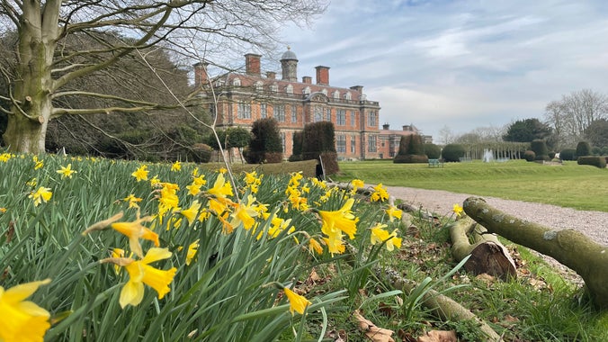 Yellow daffodils at The Children's Country House at Sudbury